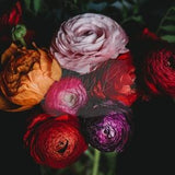 Rainbow Ranunculus Flower Blossom Bouquet Fine Art Photography Print - Vibrant Colorful Mounted Ready to Display in Home or Office