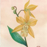 Print, Yellow Orchid Watercolor