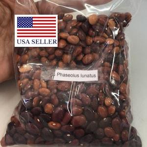 Phaseolus lunatus seeds - Lima bean, Butter bean, Madagascar bean - 10 seeds