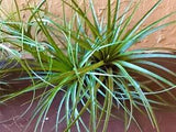 Giant Tillandsia fasciculata Air Plant 24 inches Succulent Flowers plants Garden