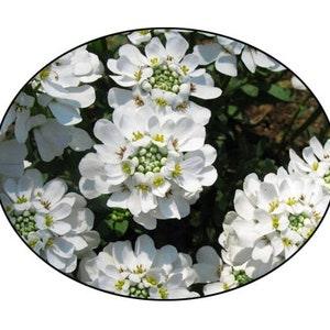 Candy Tuft Flower Seeds - Iberis - Bee Flower - Pollinator Flower -flower seed