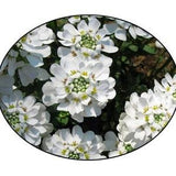 Candy Tuft Flower Seeds - Iberis - Bee Flower - Pollinator Flower -flower seed