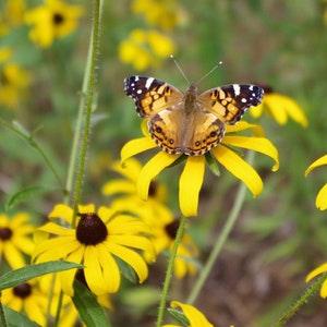 Black-Eyed Susan (Rudbeckia hirta)  Packet of 25 seeds with New!