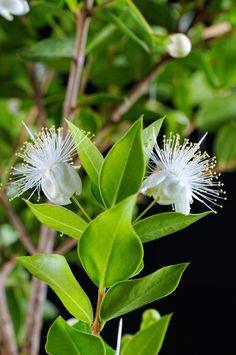 Dwarf Myrtle - 5 Gallon Flower Delivery