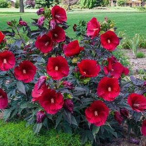 A1093 Annual Mallow trifida 10 Seeds Seeds