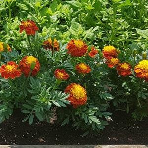Marigold mixed seeds 2022