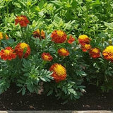 Marigold mixed seeds 2022