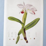 Pink Cattleya Orchid Botanical Art Print/ 1800's Exotic Wild Flower, Book Plate Illustration Wall Art by John Curtis/ 9 3/4 X 14"