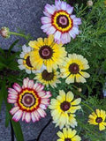 Painted Mix Daisy Flower Seeds | USA Garden Organic Blanket Colorful Sunflower Sun Flower Seed Non GMO Heirloom 2021 Season Fast Shipping Flower Delivery