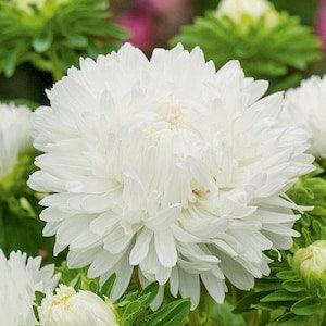 China Aster Tall Peony Pearl White Flowers 1g - 200 NON GMO Seeds - Callistephus Chinensis