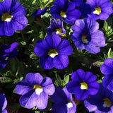 Deep BLUE MILLION BELLS Calibrachoa Pots Planters Baskets Seeds 3MP
