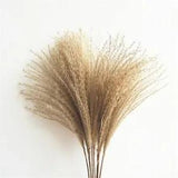 Dried Pampas Grass Decor Wedding flowers natural dried flowers bouquets real
