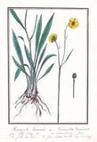 Buttercup Ranunculus Gramineus Flower Botany Watercolour Drawing 1830