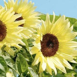 20+ seeds / Yellow Sunflower Seed / Buttercream Branching Sunflower /Primrose Yellow Sunflower / Lemon Yellow Sunflower / (#83)