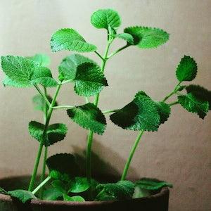 Oregano Seed Pack - Heirloom seeds
