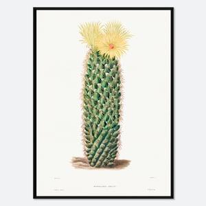 Hedgehog Cactus Botanical Flowers Vintage Wall Art Print | Spring Succulent, Green Plants, Colorful Floral Poster, Retro Antique Decor #BA29