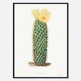 Hedgehog Cactus Botanical Flowers Vintage Wall Art Print | Spring Succulent, Green Plants, Colorful Floral Poster, Retro Antique Decor #BA29