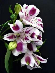 20 Peruvian Lily Seeds Heirloom Beautiful Rare Flower Plant