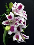 20 Peruvian Lily Seeds Heirloom Beautiful Rare Flower Plant