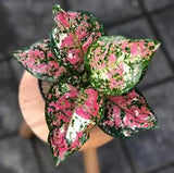 Aglaonema Tricolor Free Spathiphyllium Peace Lily Variegated