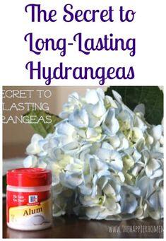 How to Keep Hydrangeas From Wilting Flower Delivery