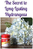 How to Keep Hydrangeas From Wilting Flower Delivery