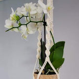 Modern Macram??? for Orchids