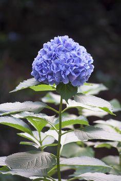 Pourquoi les hortensias sont bleus ? Flower Delivery
