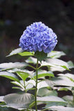 Pourquoi les hortensias sont bleus ? Flower Delivery