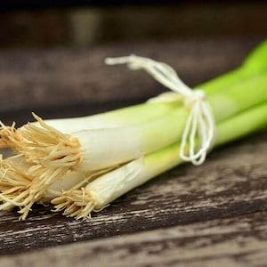 LARGE PACKET | 200+ Seeds of Long White Bunching Green Onion- Ships From Canada | Vegetable Seeds. New Active
