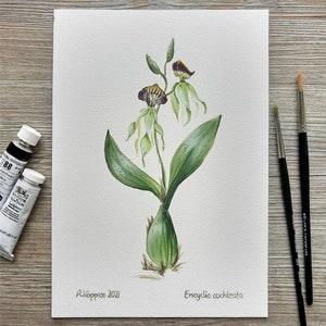 Original gouache painting "Orchid Encyclia cochleata"