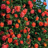 Climbing orange roses seeds -20 seeds - code 388