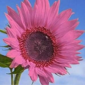 30 Seeds Dark Pink Rose Sun flower Tectorum Sunflower Seeds Pink Sunflower Gorgeous Colour Shine Rare Flowers Plant decorate garden gift