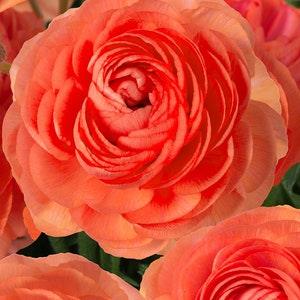 Ranunculus Romance "Paradou" corms | Rare variety, large apricot coral orange flowers, perfect bouquets for florists, easy to grow