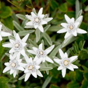 Edelweiss Seeds (Leontopodium alpinum) Packet of 20 Seeds - Palm Beach Seed Company