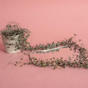 Variegated String Of Hearts | Cuttings | Ceropegia woodii | Beautiful and Easy to Care for Trailing plant | houseplants