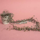 Variegated String Of Hearts | Cuttings | Ceropegia woodii | Beautiful and Easy to Care for Trailing plant | houseplants