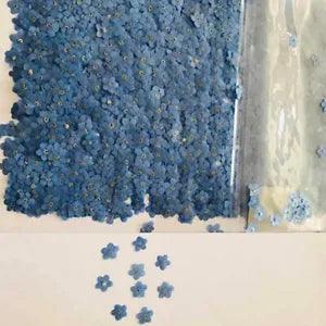 40PCS Forget Me Not Dried Flower Head Epoxy Resin Card Phone Case Filling DIY