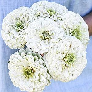 30+ White Polar Bear Zinnia Seeds / White Zinnia Seeds / Zinnia elegans / Cottage Garden Flower / Summer Flower / White Large Flower