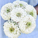 30+ White Polar Bear Zinnia Seeds / White Zinnia Seeds / Zinnia elegans / Cottage Garden Flower / Summer Flower / White Large Flower