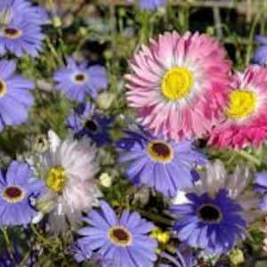 100+  Swan River Mix Daisy Flower Seeds-Brachyscome Iberidifolia-Colorful Annual-B478