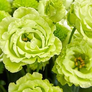 LIME GREEN LISANTHUS Double Flowers Lisianthus Eustoma 5 Seeds