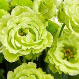 LIME GREEN LISANTHUS Double Flowers Lisianthus Eustoma 5 Seeds