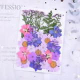 34PCS Real Pressed Dry Flower collection, purple Flower with leaf stem FCD15