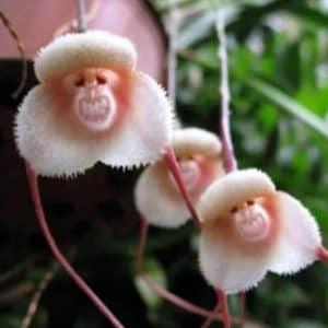 Orchid Seeds Rare monkey face (15 per pack)