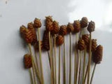 Flower Buds Natural Dried Home Garden Decor Vase Bouquets Wedding  25 pcs New
