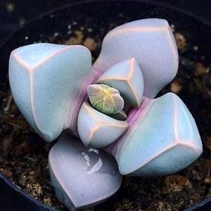 Lapidaria Margaretae | Karoo Rose Succulent Seeds