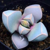 Lapidaria Margaretae | Karoo Rose Succulent Seeds