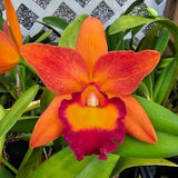 Pot Chief Sweet Orange 'Sweet Orange'  near nlooming size cattleya orchid clone. Fragrant Orange red blooms.
