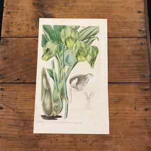 Pale-Yellow Catasetum Orchid, Original 1837 Hand Colored Curtis Botanical Engraving